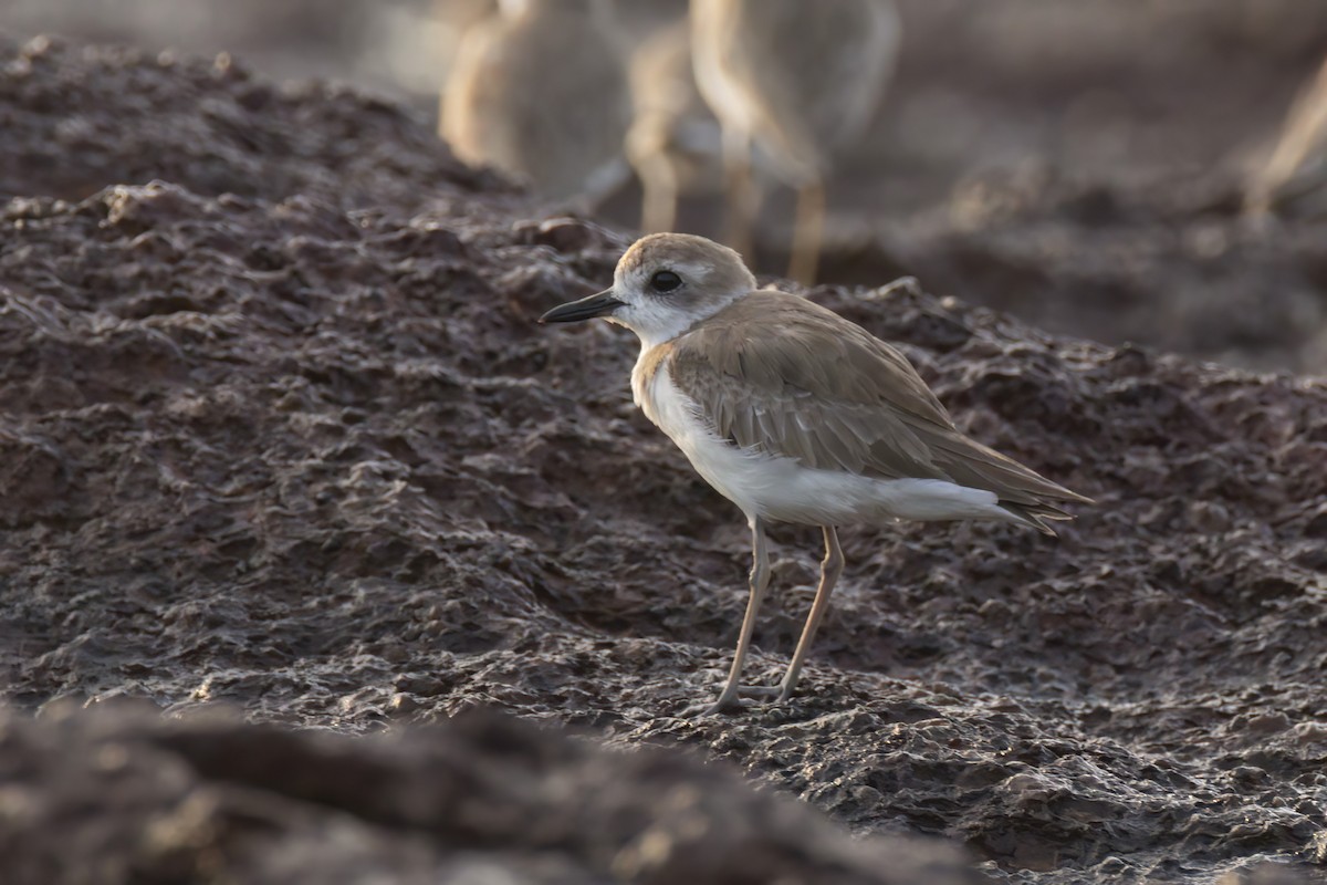 Greater Sand-Plover - ML620771740