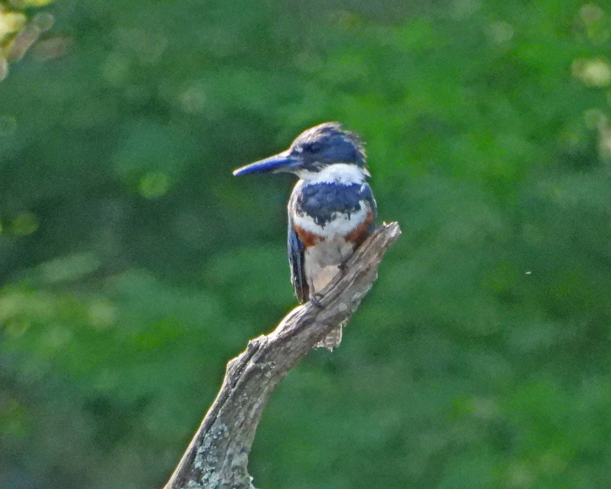 Belted Kingfisher - ML620771741