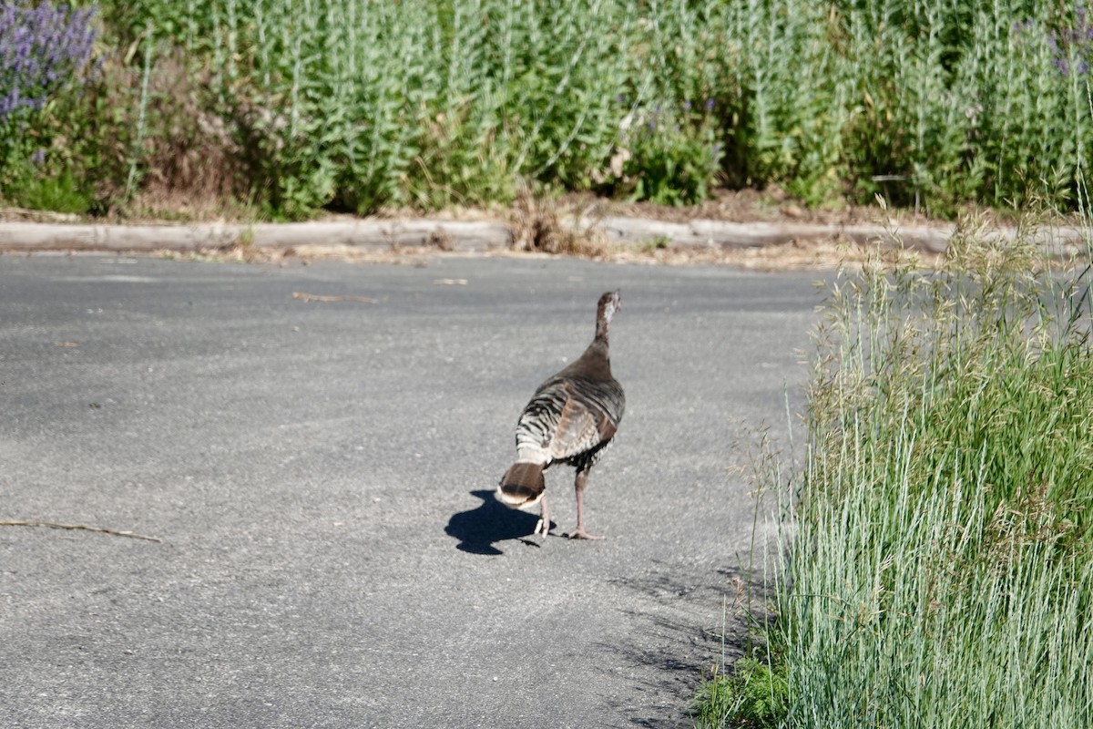 Guajolote Gallipavo - ML620771742