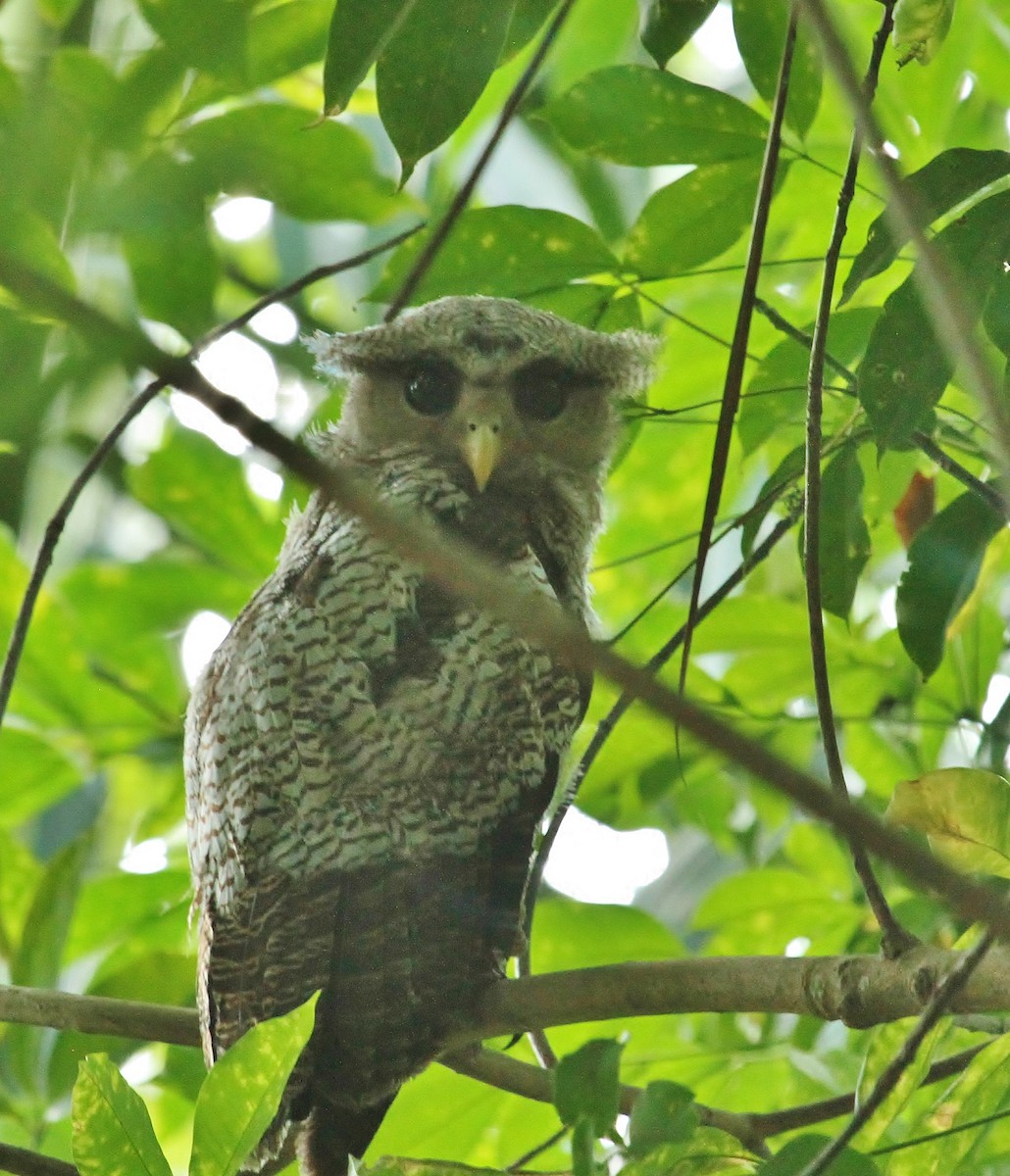 Barred Eagle-Owl - ML620771743