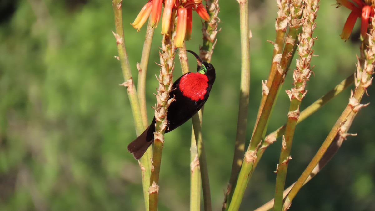 Scarlet-chested Sunbird - ML620771746