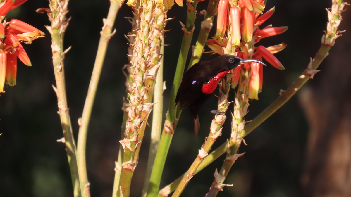 Scarlet-chested Sunbird - ML620771747