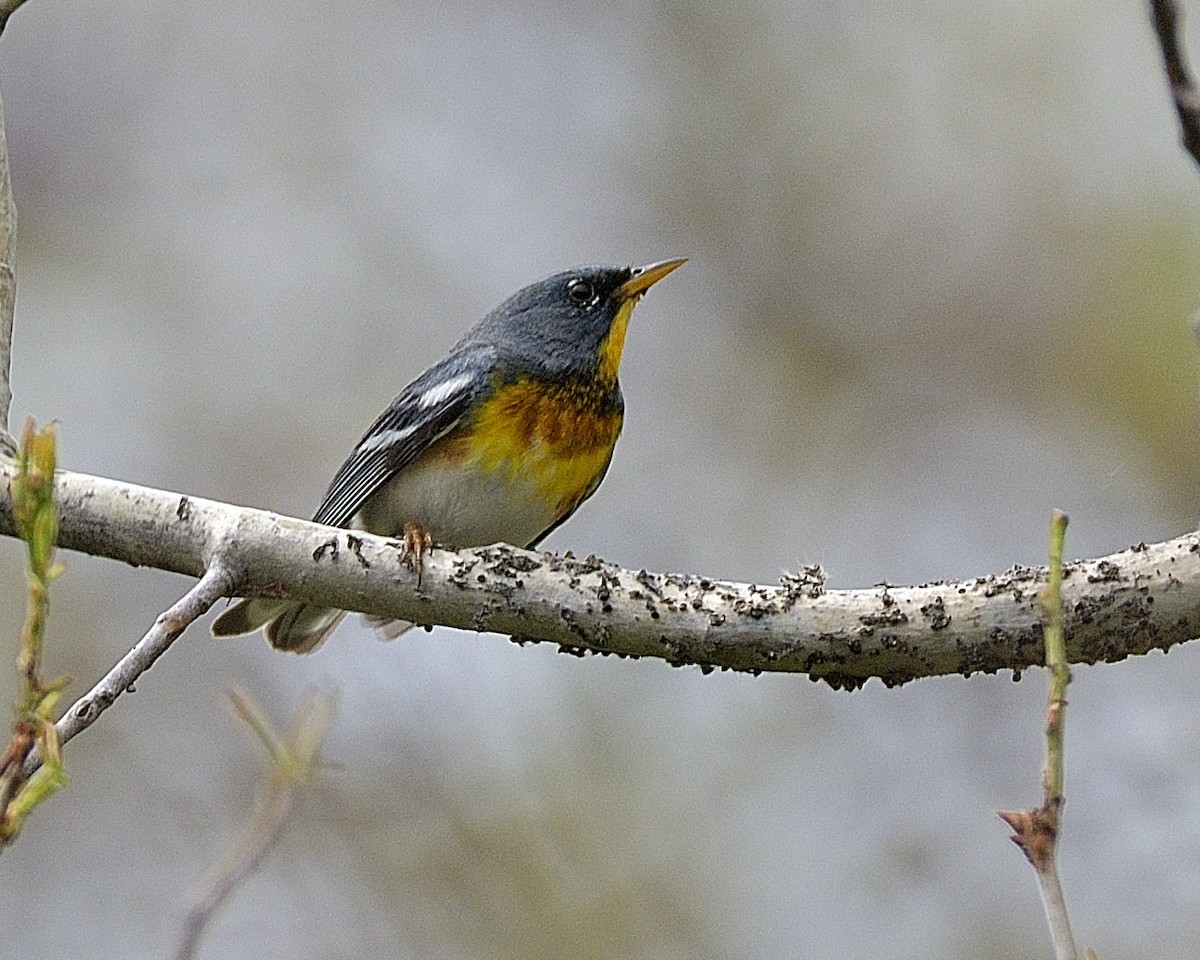 Northern Parula - ML620771753