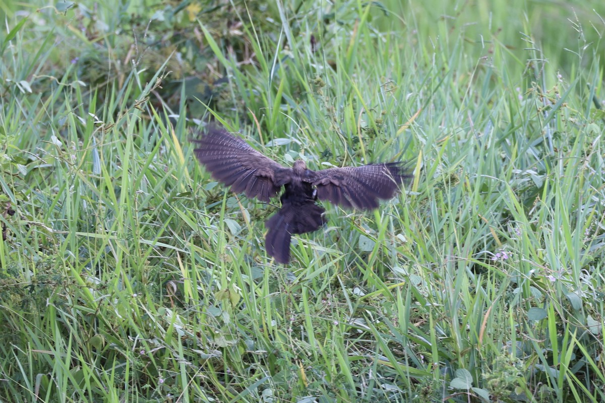 Pheasant Coucal - ML620771755