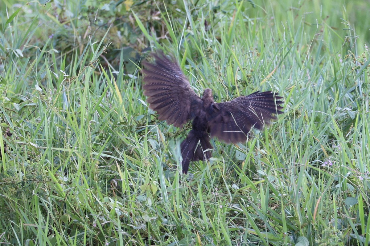 Pheasant Coucal - ML620771756