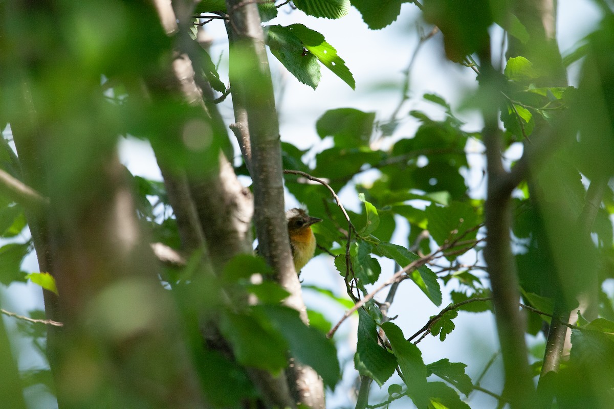 Baltimore Oriole - ML620771757