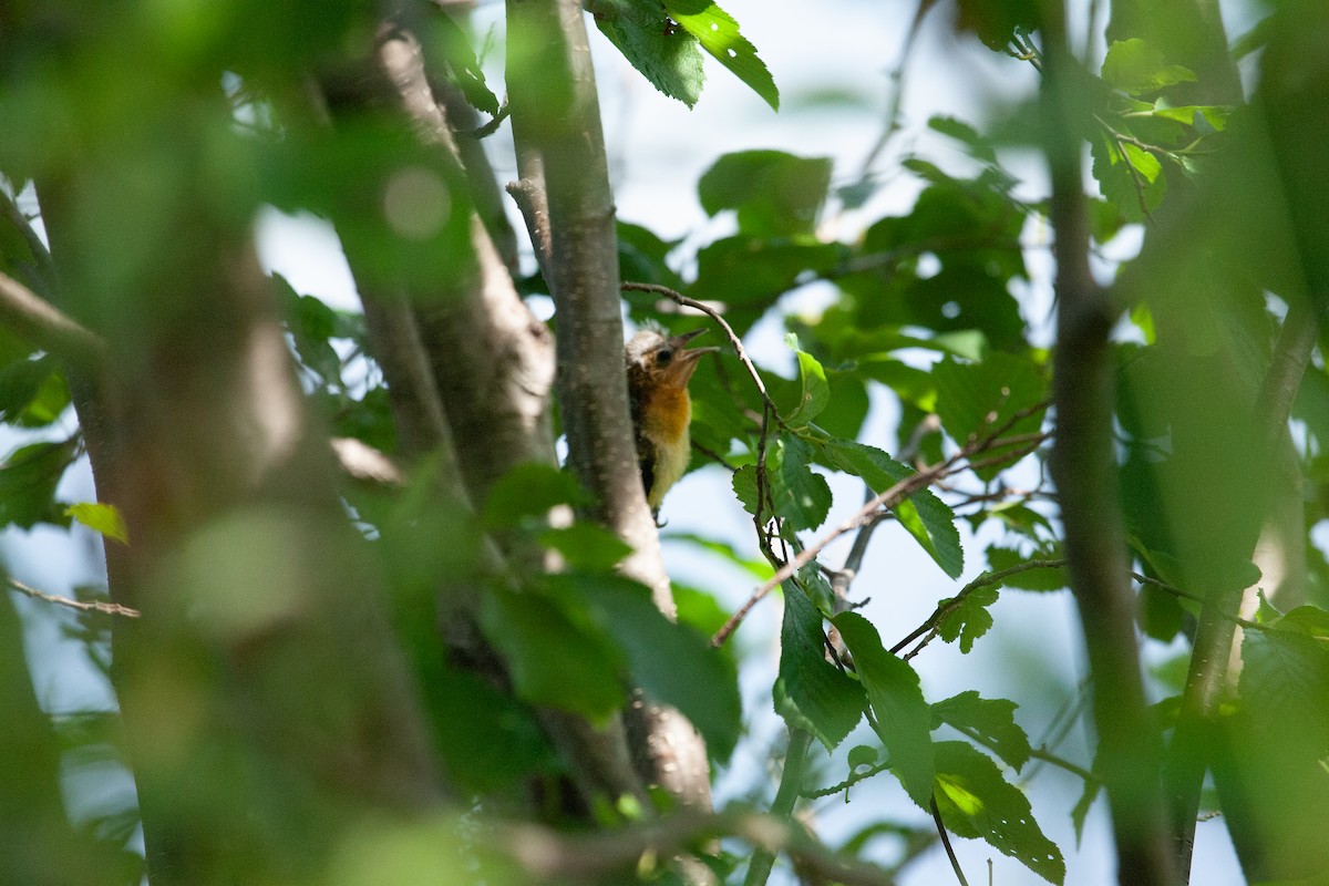 Baltimore Oriole - ML620771759