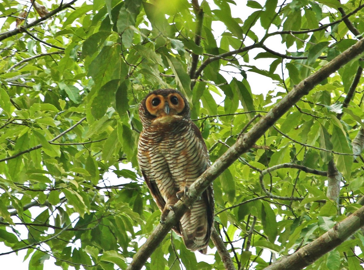 Spotted Wood-Owl - Scott Watson