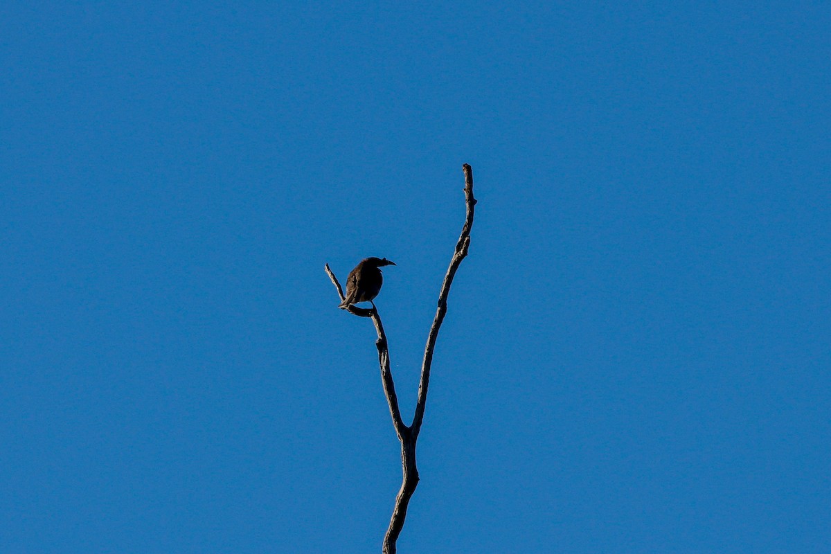 Noisy Friarbird - ML620771766