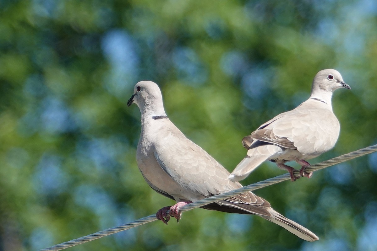 Eurasian Collared-Dove - ML620771767