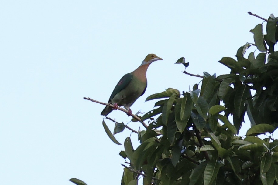 Pink-spotted Fruit-Dove - ML620771771