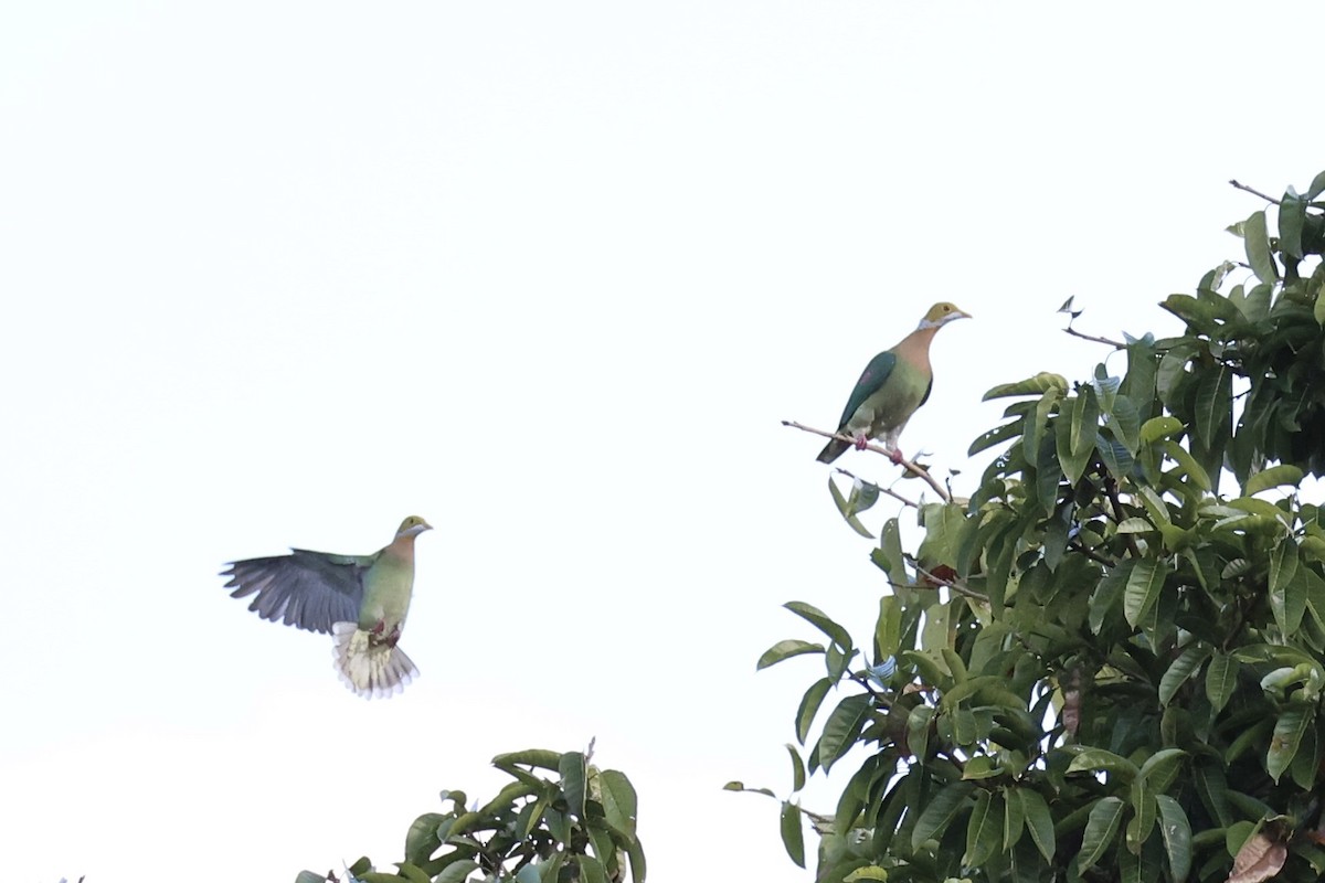 Pink-spotted Fruit-Dove - ML620771772