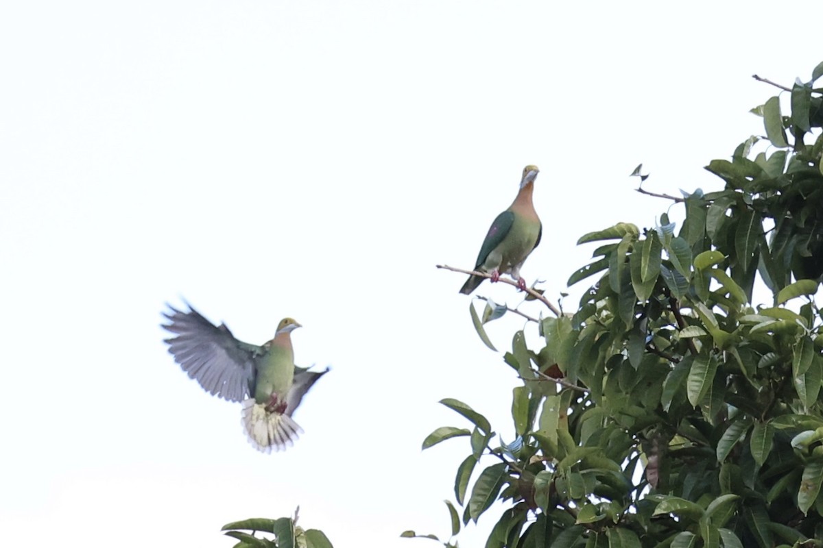 Pink-spotted Fruit-Dove - ML620771773