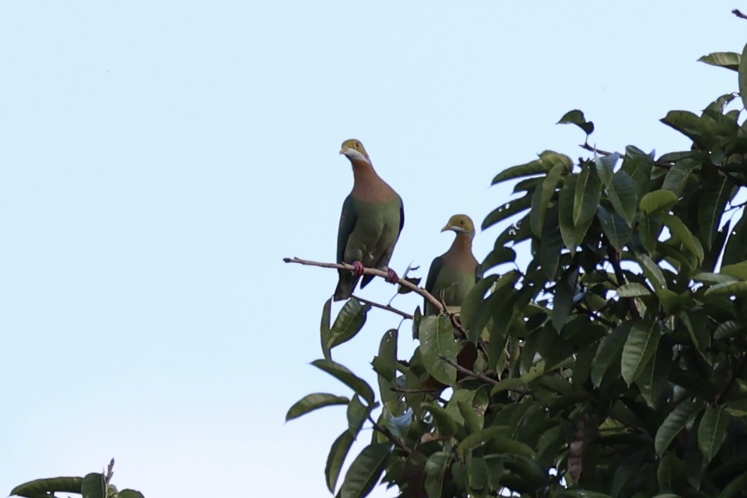 Pink-spotted Fruit-Dove - ML620771775