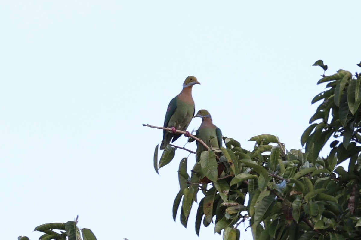 Pink-spotted Fruit-Dove - Andrew William