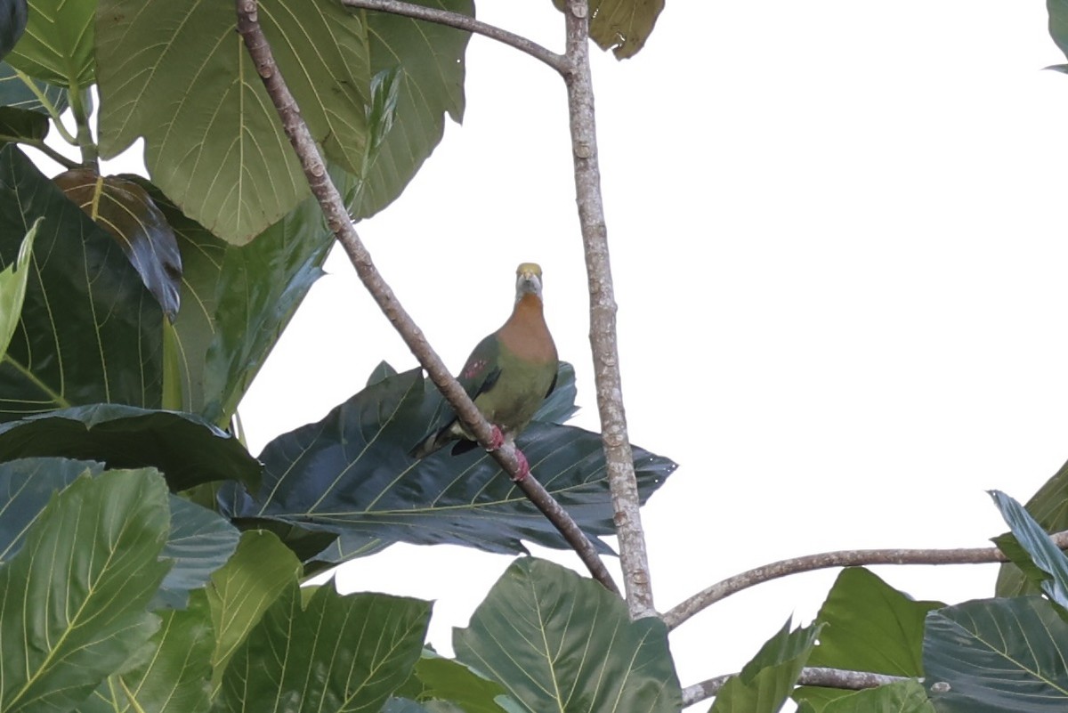 Pink-spotted Fruit-Dove - ML620771779