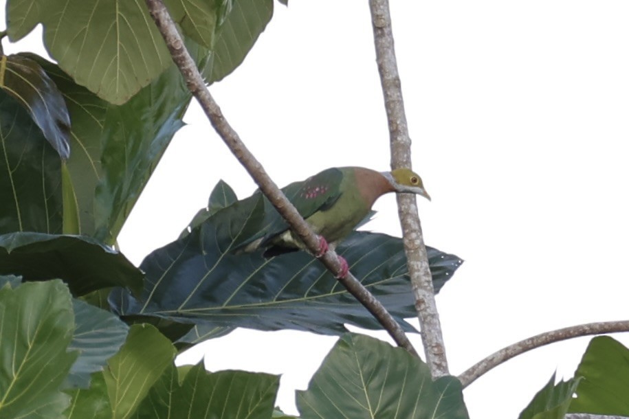 Pink-spotted Fruit-Dove - ML620771781