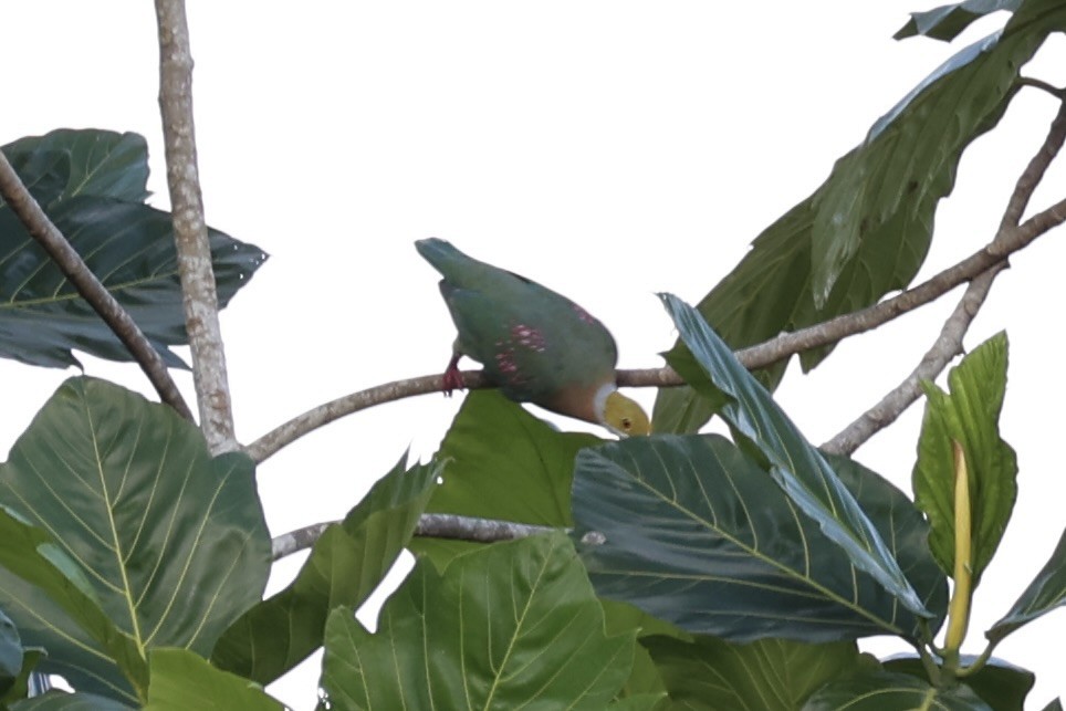 Pink-spotted Fruit-Dove - ML620771782