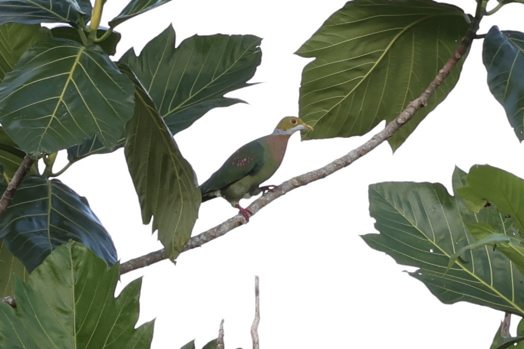 Pink-spotted Fruit-Dove - ML620771783
