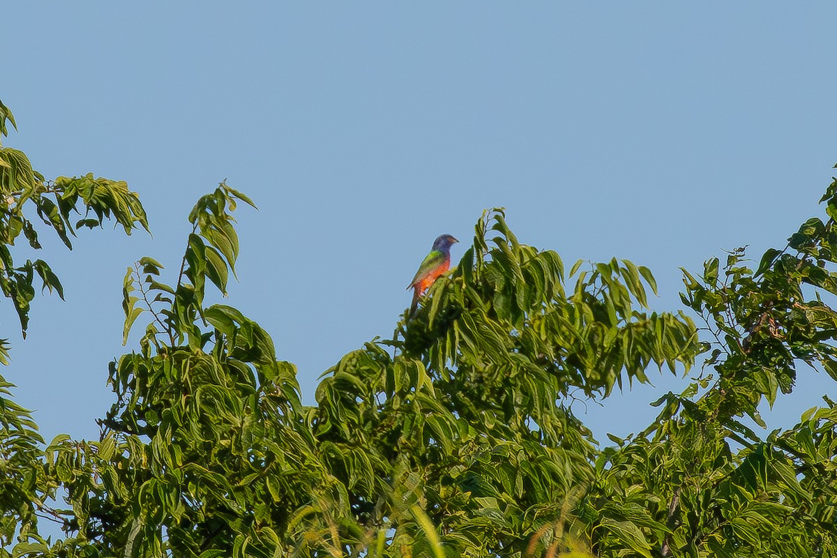 Painted Bunting - ML620771786