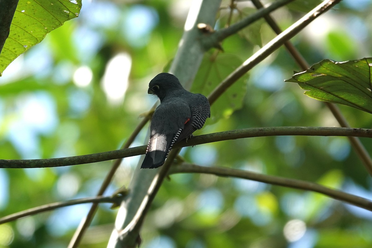 Blue-crowned Trogon - Toby Holmes