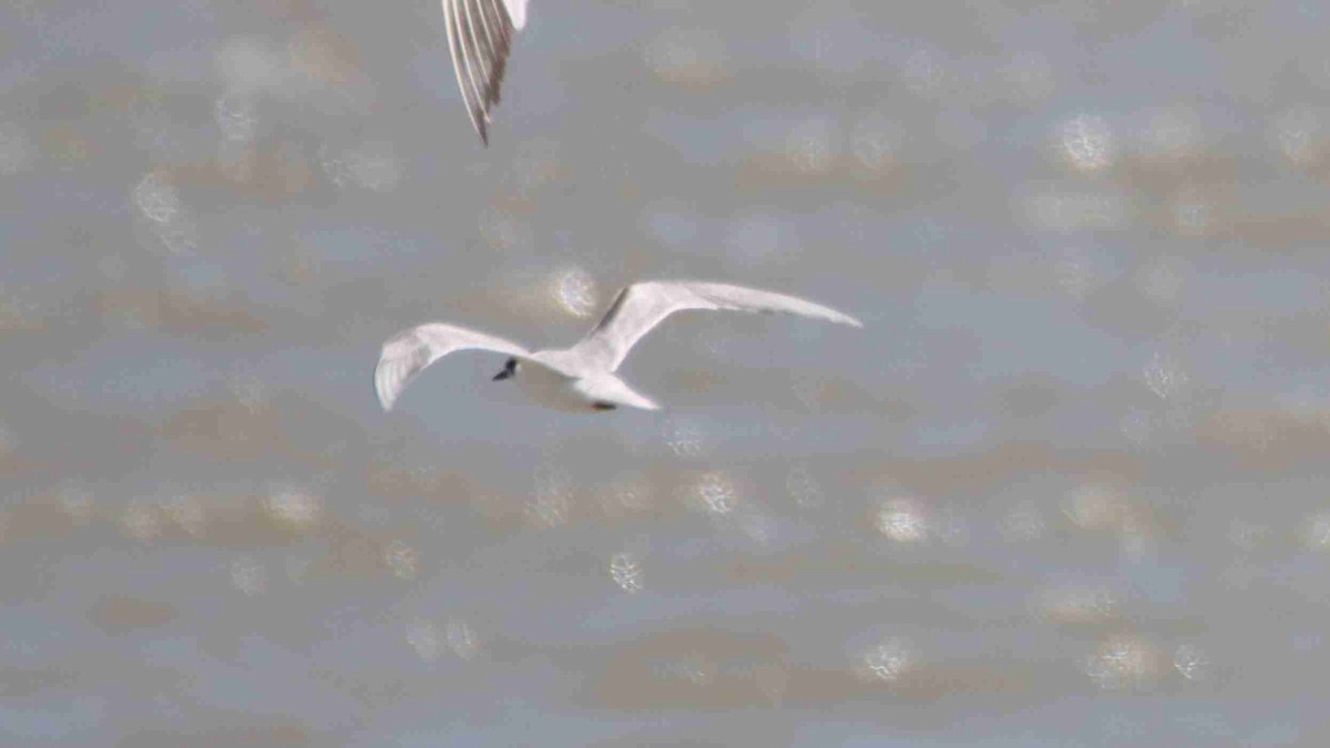 tern sp. - ML620771796