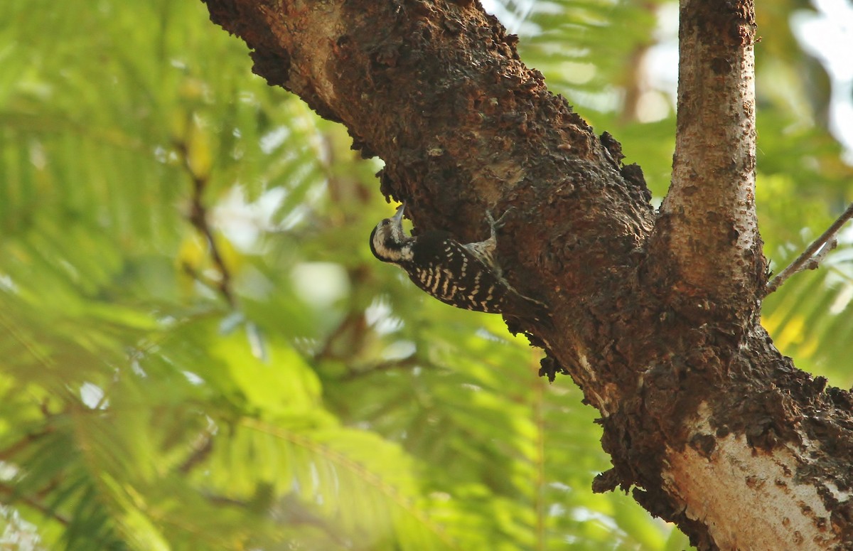 Gray-capped Pygmy Woodpecker - ML620771797