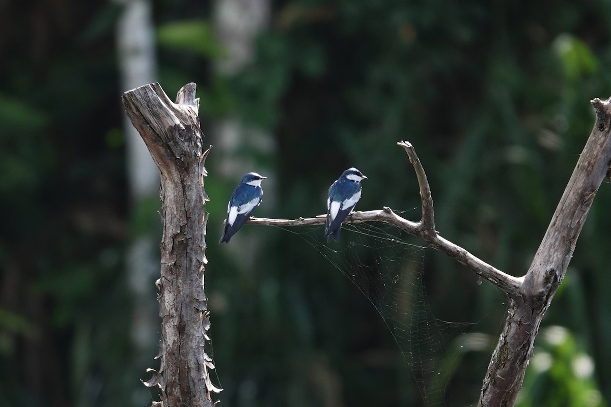 White-winged Swallow - ML620771798