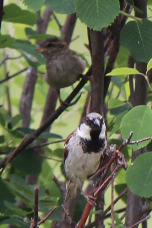 House Sparrow - ML620771800