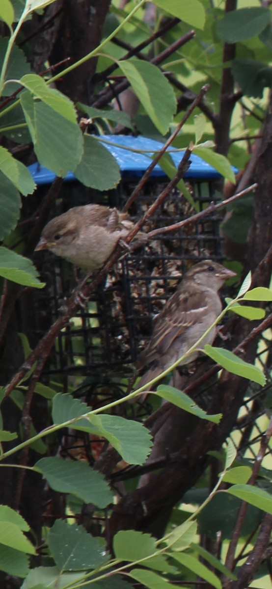 Moineau domestique - ML620771801