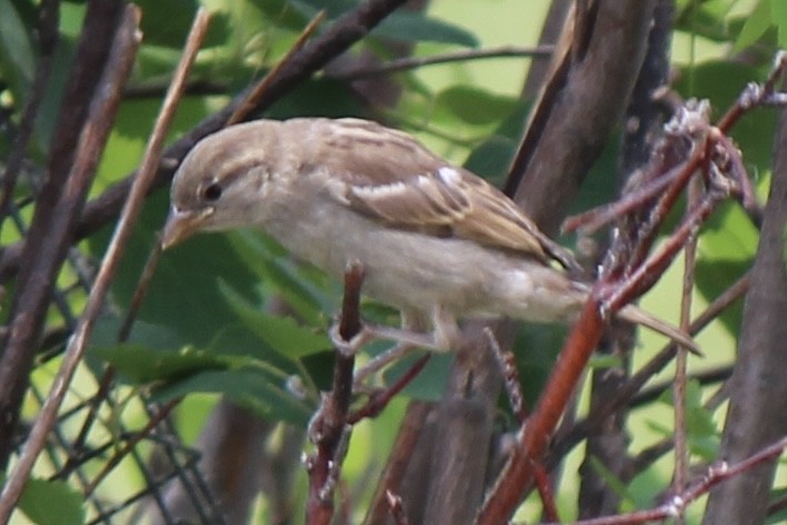 House Sparrow - ML620771803