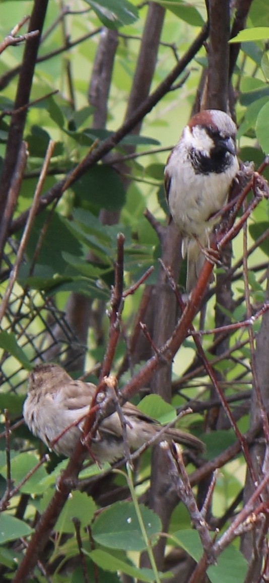 House Sparrow - ML620771804