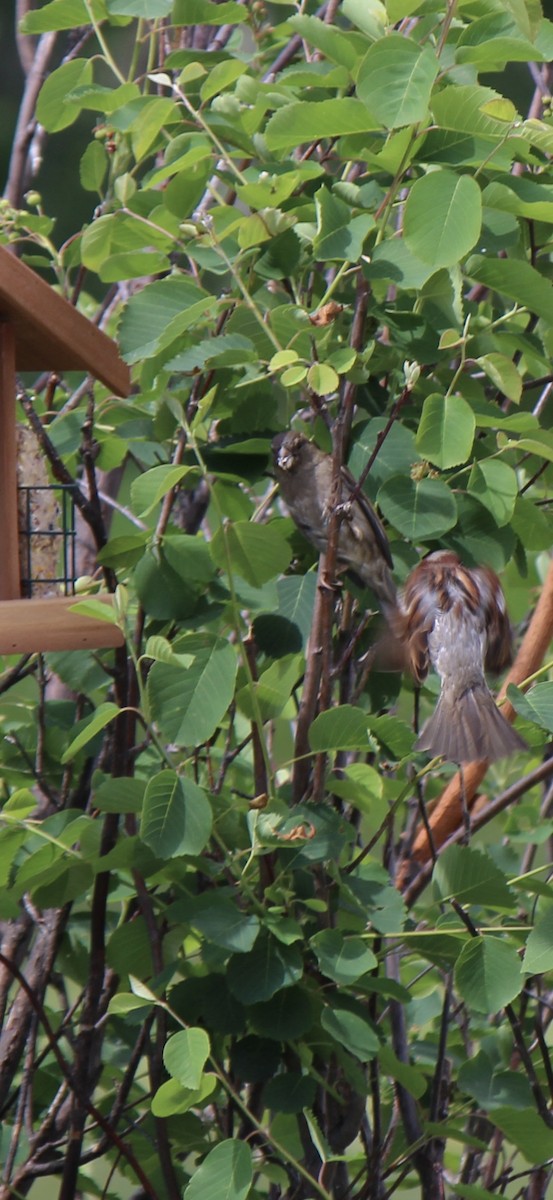 House Sparrow - ML620771805