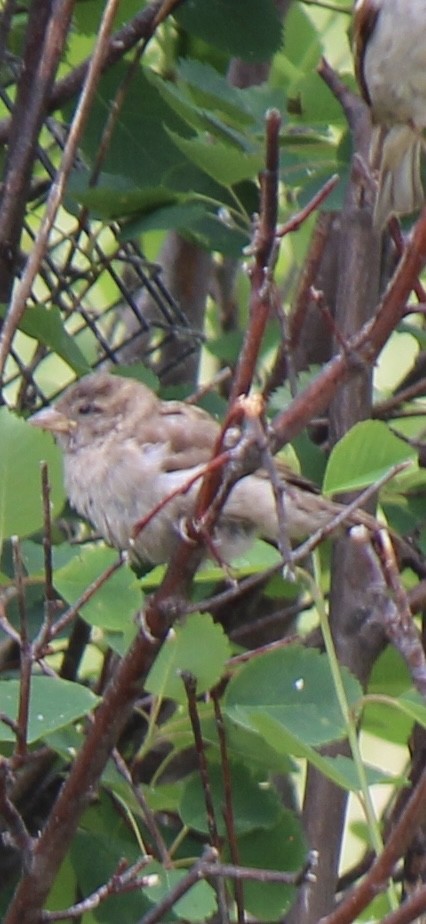 Moineau domestique - ML620771806