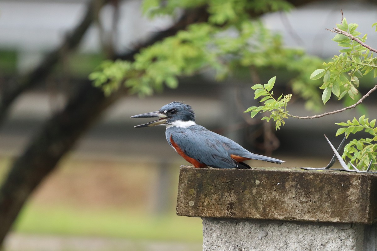 Ringed Kingfisher - ML620771807