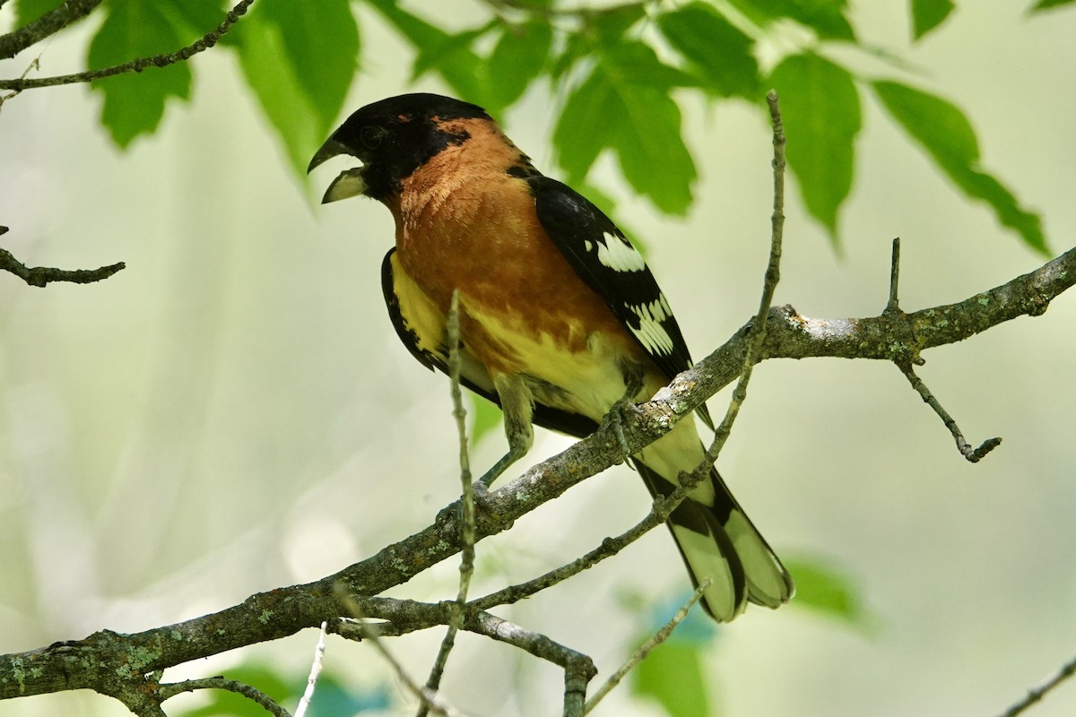 Black-headed Grosbeak - ML620771818