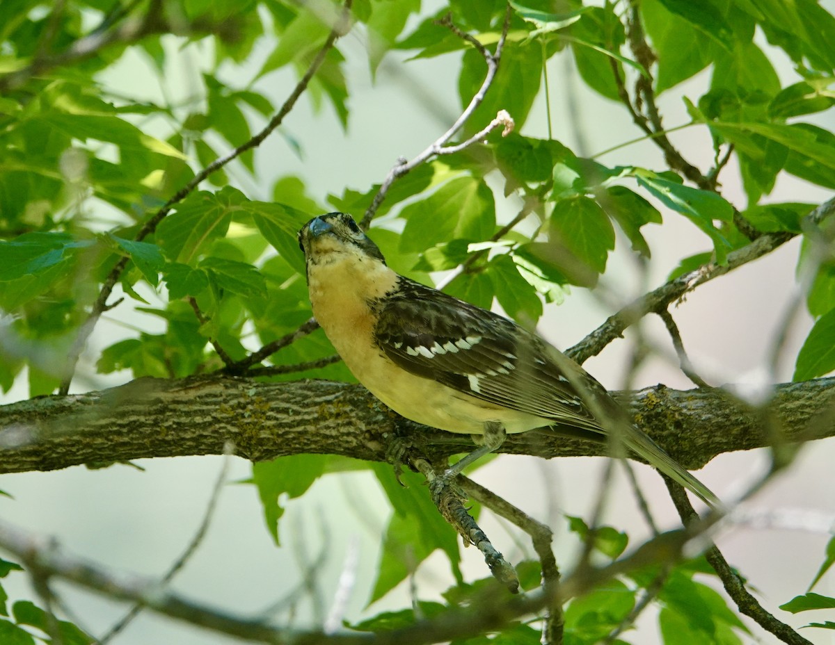 Black-headed Grosbeak - ML620771819