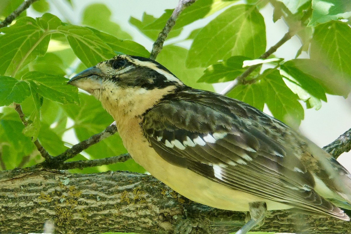 Black-headed Grosbeak - ML620771823