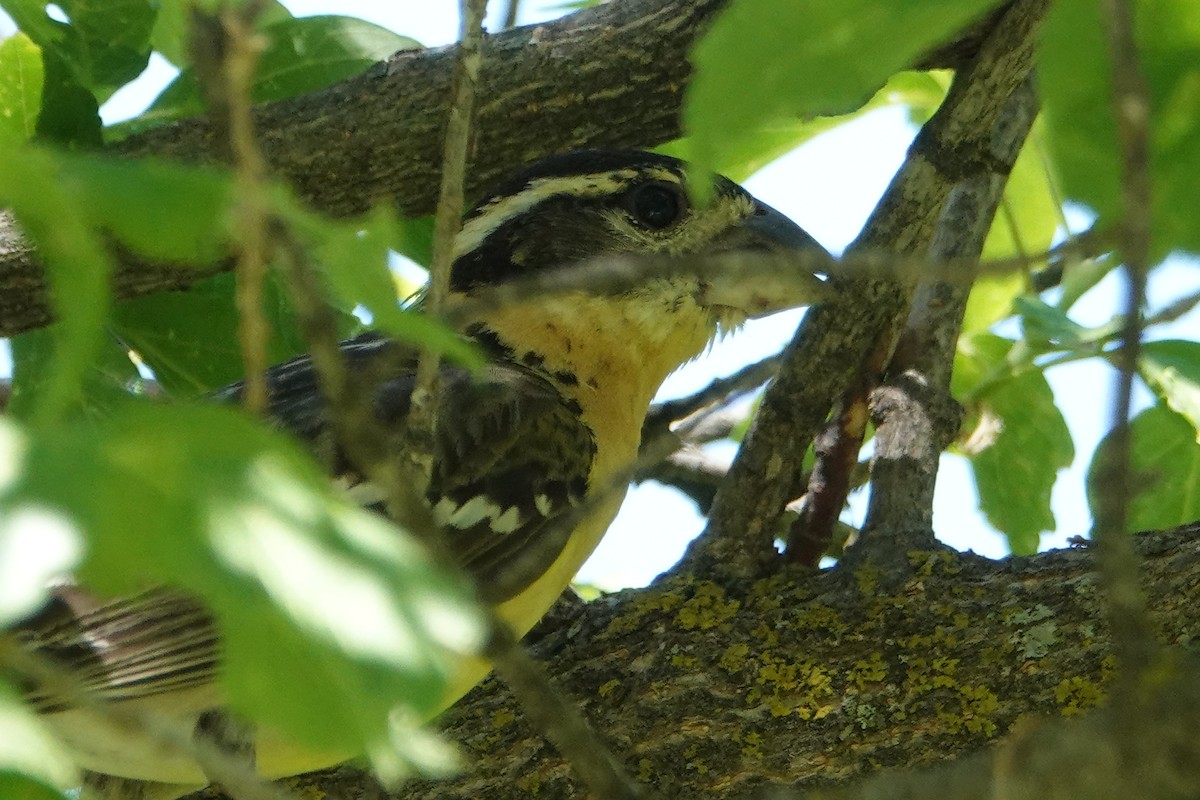 Black-headed Grosbeak - ML620771824