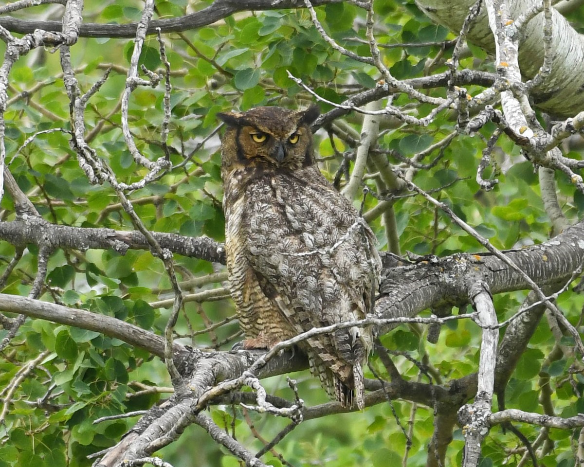 Great Horned Owl - ML620771833