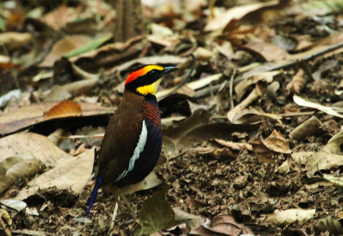 Malayan Banded-Pitta - ML620771838