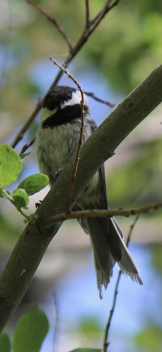 Black-capped Chickadee - ML620771846