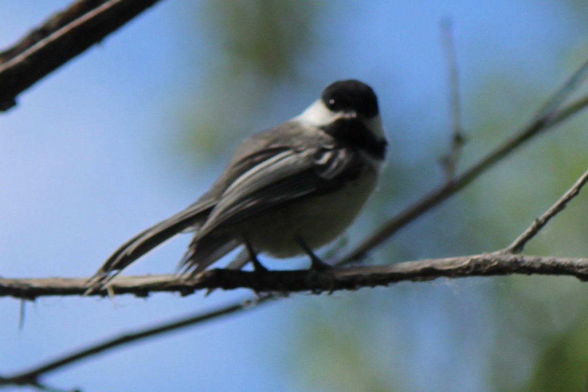 Black-capped Chickadee - ML620771848