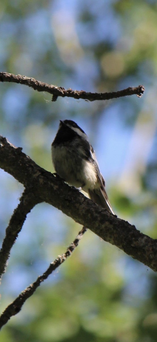 Black-capped Chickadee - ML620771849