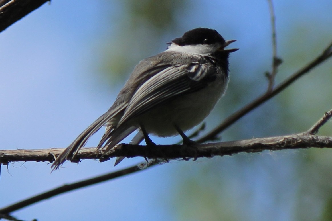 Mésange à tête noire - ML620771851