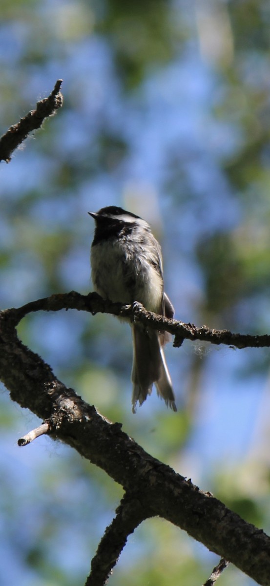 Black-capped Chickadee - ML620771852