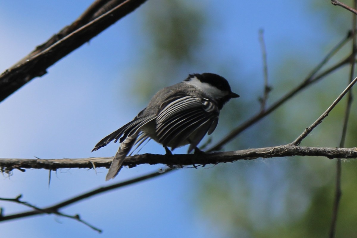 Black-capped Chickadee - ML620771855