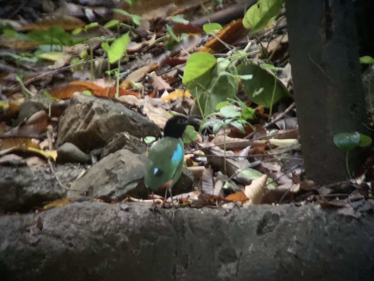 Western Hooded Pitta - GIAN MANUEL LOPEZ