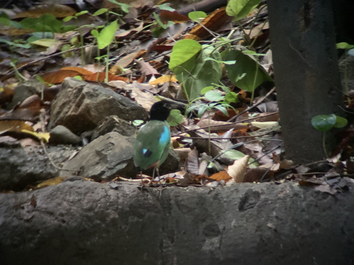 Western Hooded Pitta - ML620771860