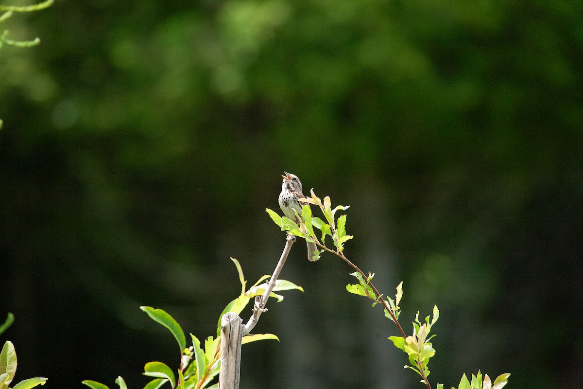 Song Sparrow - Catherine Paquet